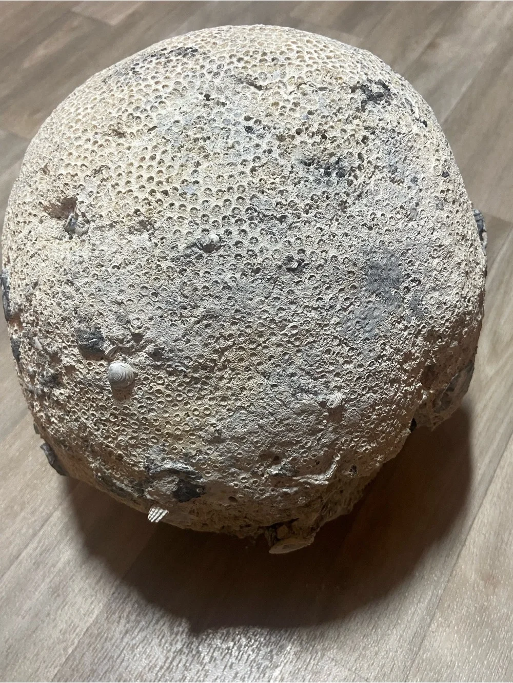 Natural Brain Coral Ocean Fossil Decor  13lbs 6oz 30in Around Uncleaned